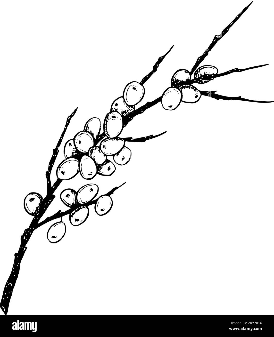 Branca degli spinaci marini di Hippophae con bacche, illustrazione vettoriale floreale in bianco e nero per cosmetici naturali, tè alle erbe Illustrazione Vettoriale