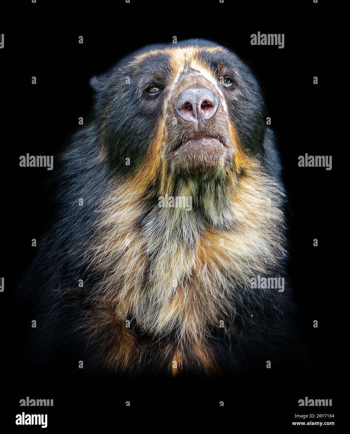 Un orso andino e' arrivato allo zoo di Chester, LO ZOO DI CHESTER, IN INGHILTERRA LE INCREDIBILI IMMAGINI mostrano l'arrivo piu' recente allo Zoo di Chester. Un orso andino affectionatel Foto Stock