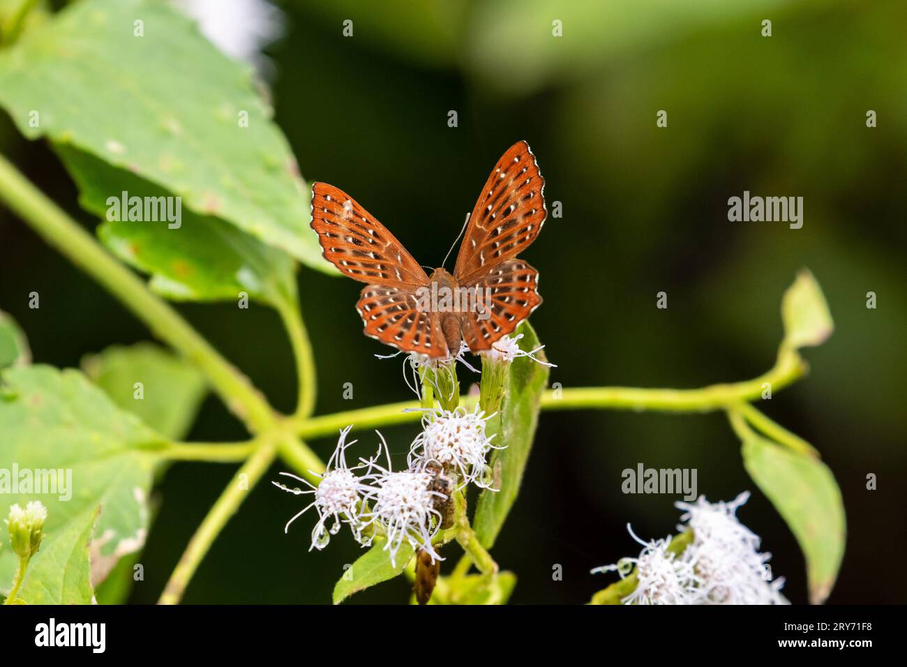 Farfalle tropicali dal Vietnam Foto Stock