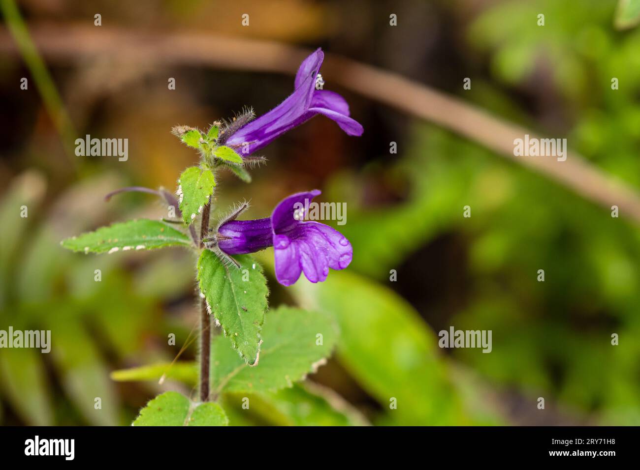 Un fiore viola dal Vietnam Foto Stock