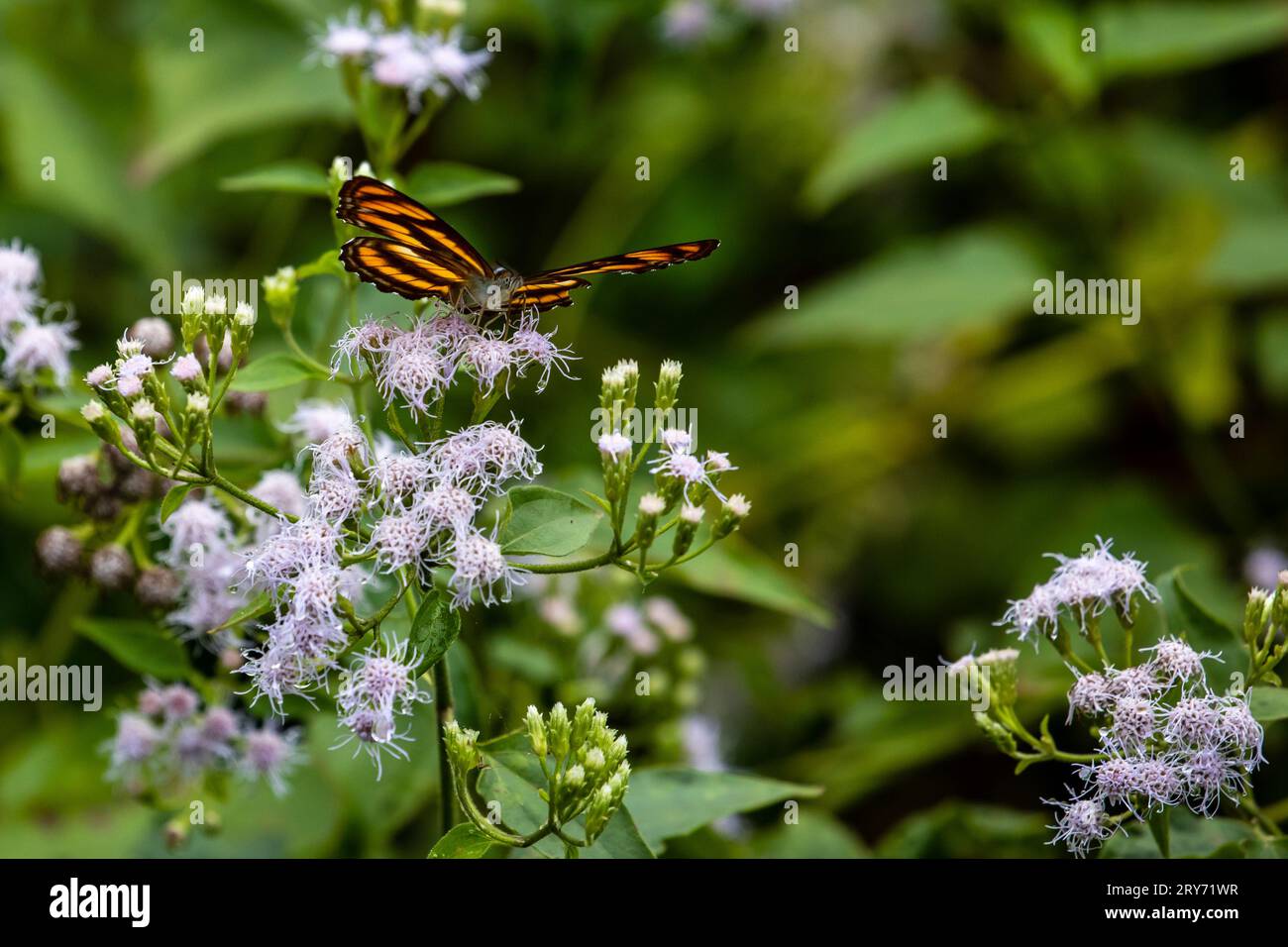 Farfalle tropicali dal Vietnam Foto Stock