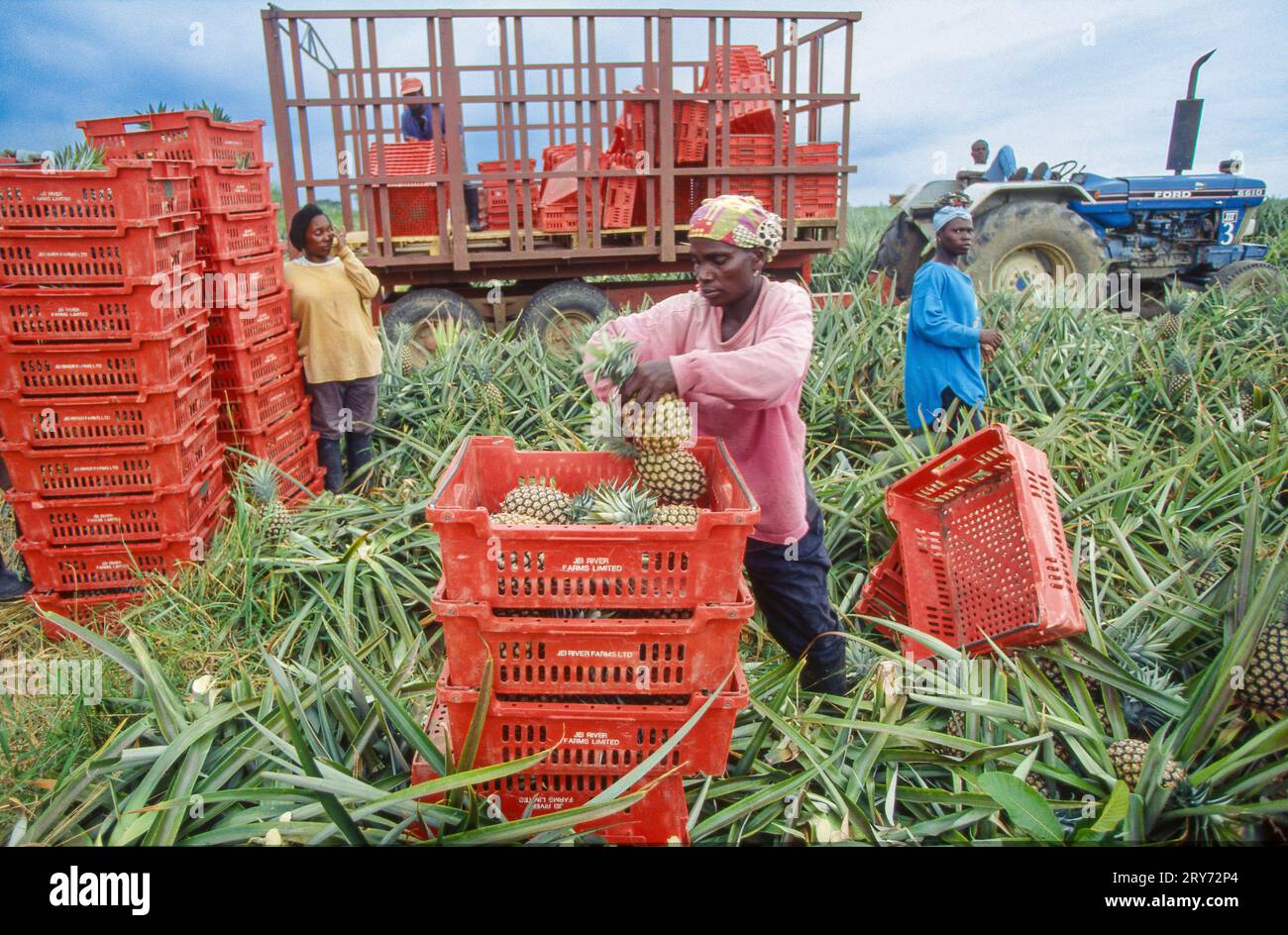 Ghana, regione di Accra, i lavoratori agricoli raccolgono ananas dal campo di piantagione. Foto Stock