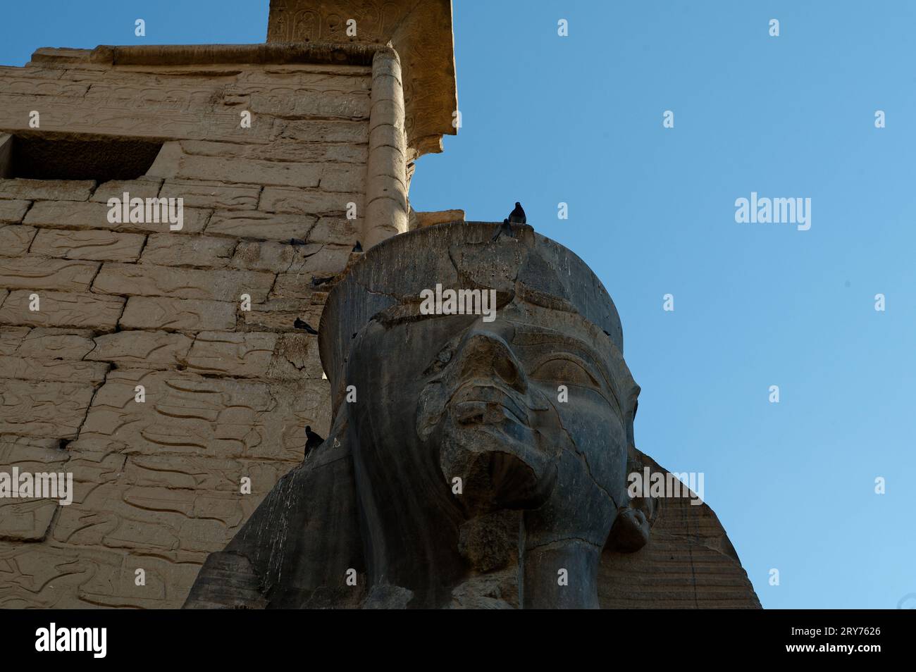 I piccioni arroccati sulla cima di una possente statua si affacciano all'ingresso del complesso del tempio di karnak. Faccia stoica dei faraoni egiziani. Foto Stock