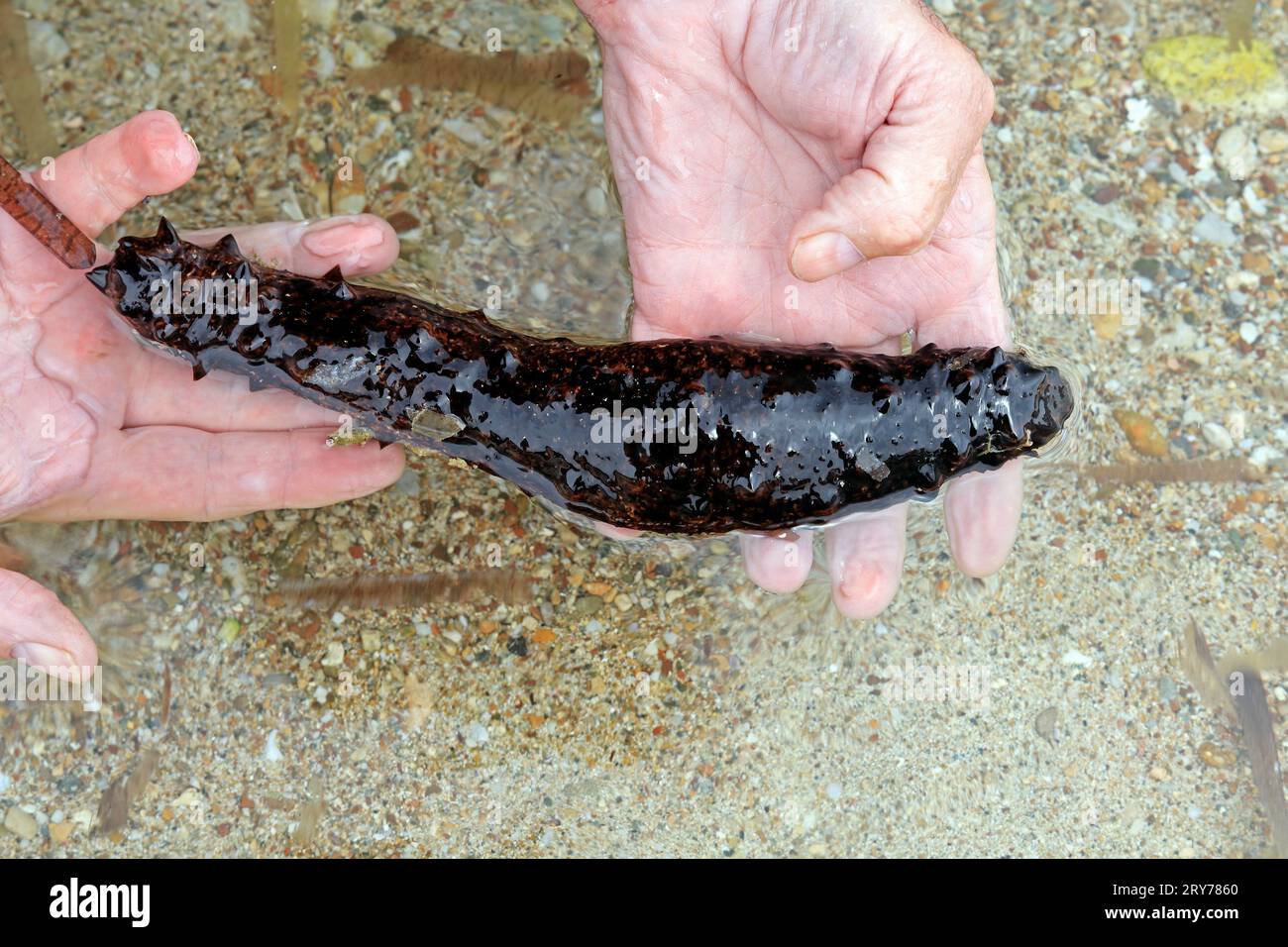 Uomo che tiene un cetriolo di mare (echinoderm) in acque poco profonde, spiaggia di Skala, Agistri, gruppo delle Isole Saroniche, Grecia. Presa nel luglio 2023 Foto Stock