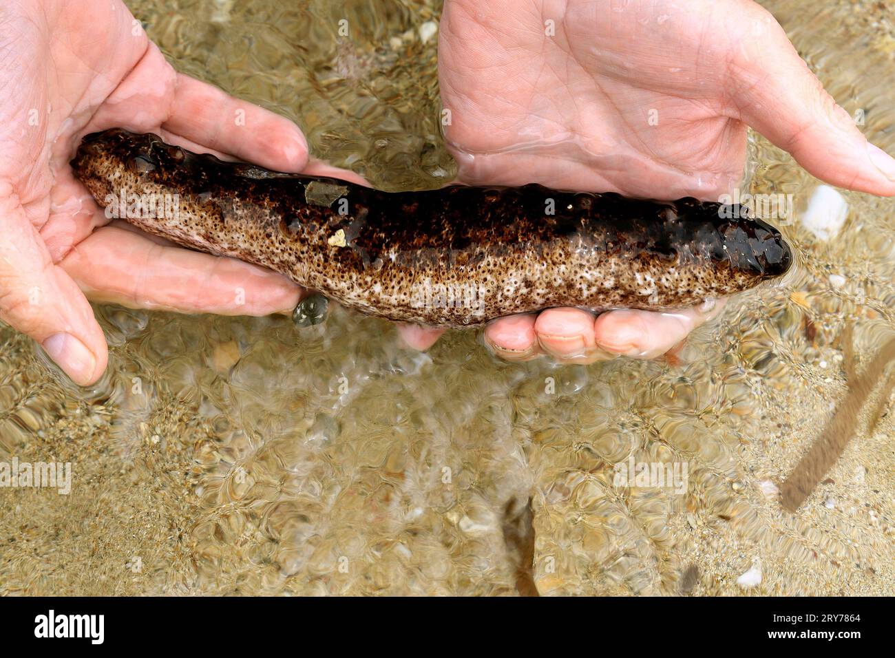 Uomo che tiene un cetriolo di mare (echinoderm) in acque poco profonde, spiaggia di Skala, Agistri, gruppo delle Isole Saroniche, Grecia. Presa nel luglio 2023 Foto Stock