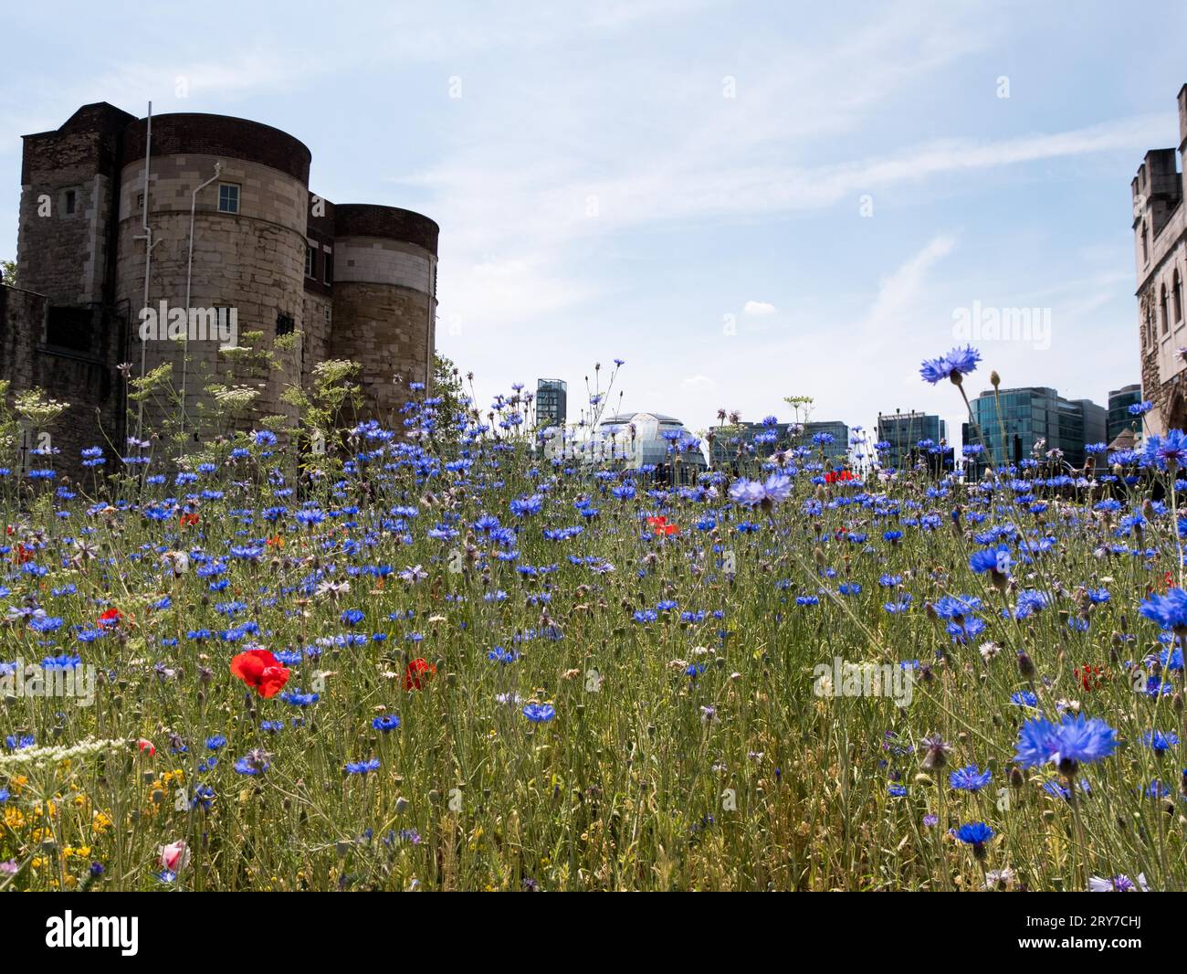 fiori blu e rossi primaverili sulla fossa della torre di londra con il muro e il cielo blu sullo sfondo Foto Stock