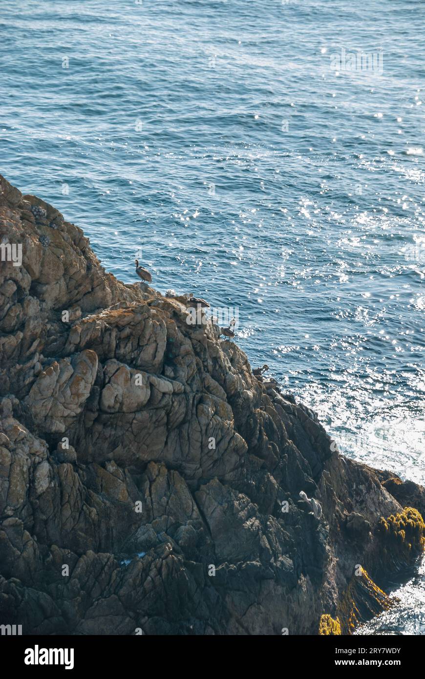 Gregge di pellicani sul ripido pendio di un cilff vicino al mare Foto Stock