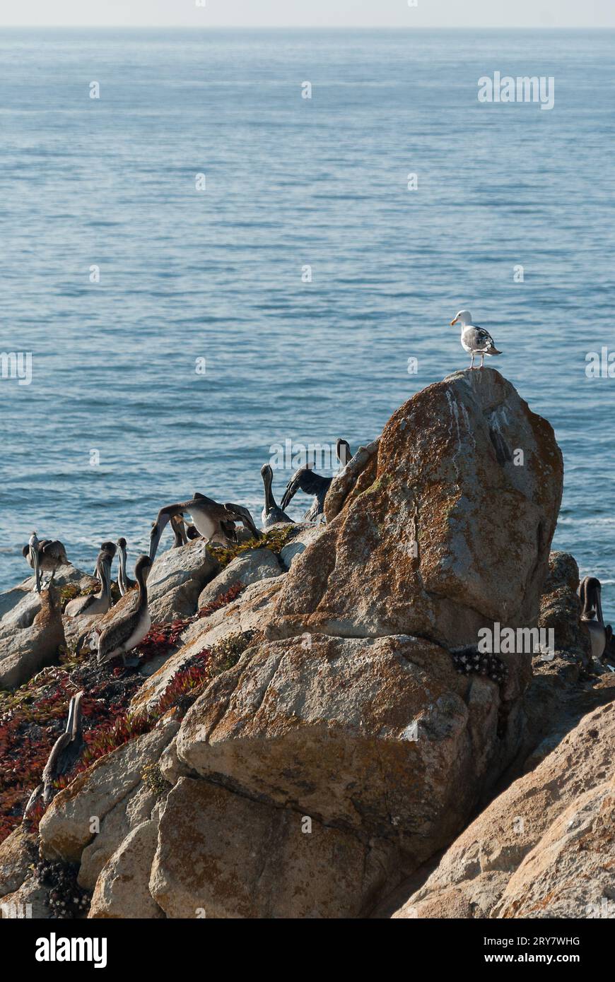Stormo di pellicani e un gabbiano riposano su una scogliera affacciata sull'oceano Foto Stock