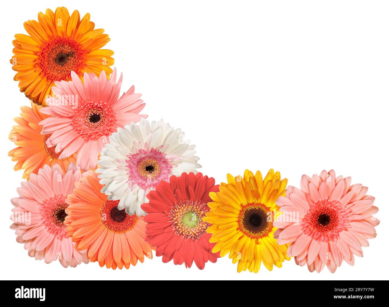 Cornice con bordo in fiori Gerbera isolata su sfondo bianco, motivo floreale senza cuciture, cornice decorativa ornamentale floreale, elemento di design Foto Stock