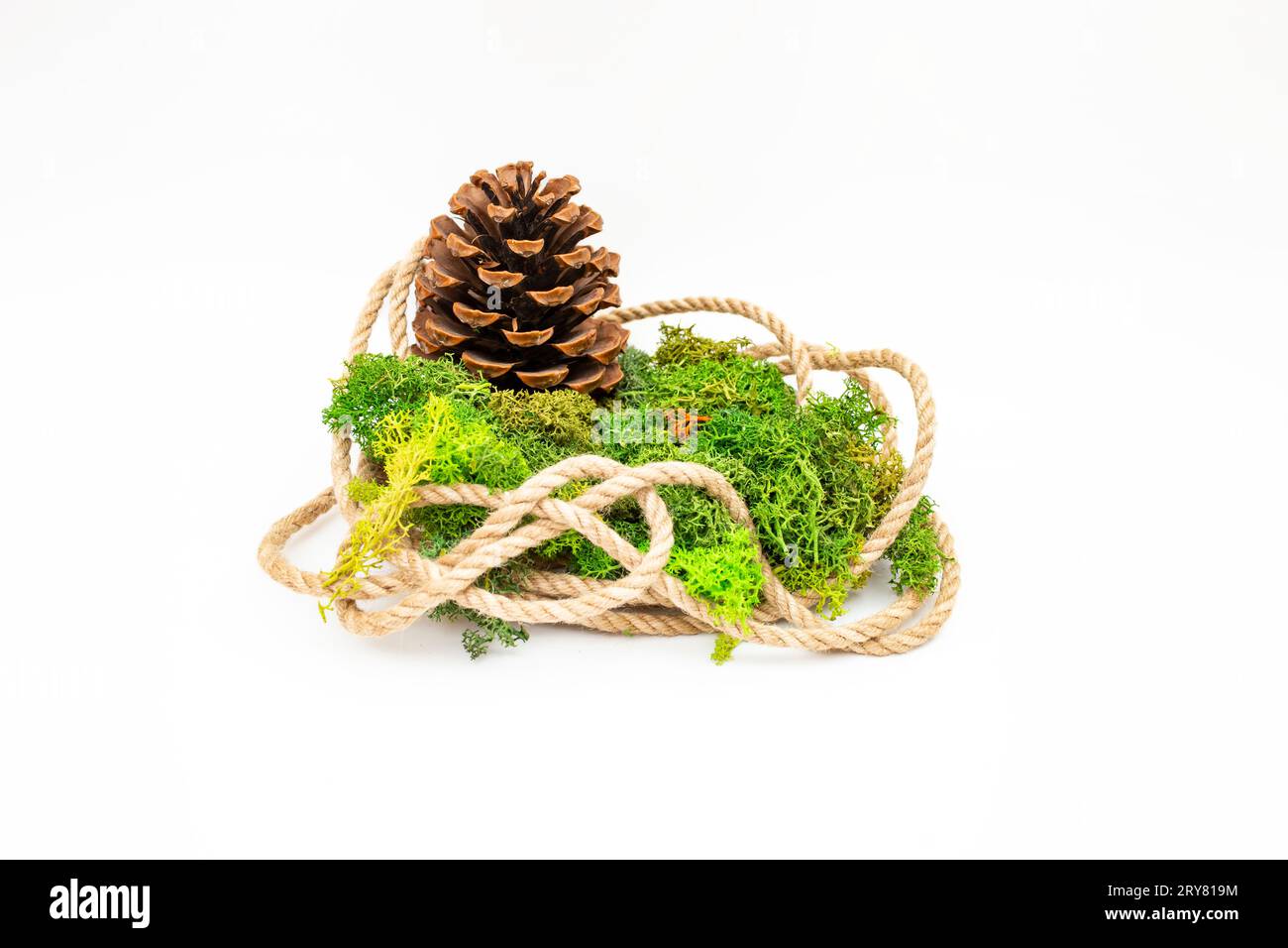 Corda di iuta con lichene verde stabilizzato e cono di pino , sfondo naturale per esposizione del prodotto, isolata su sfondo bianco Foto Stock