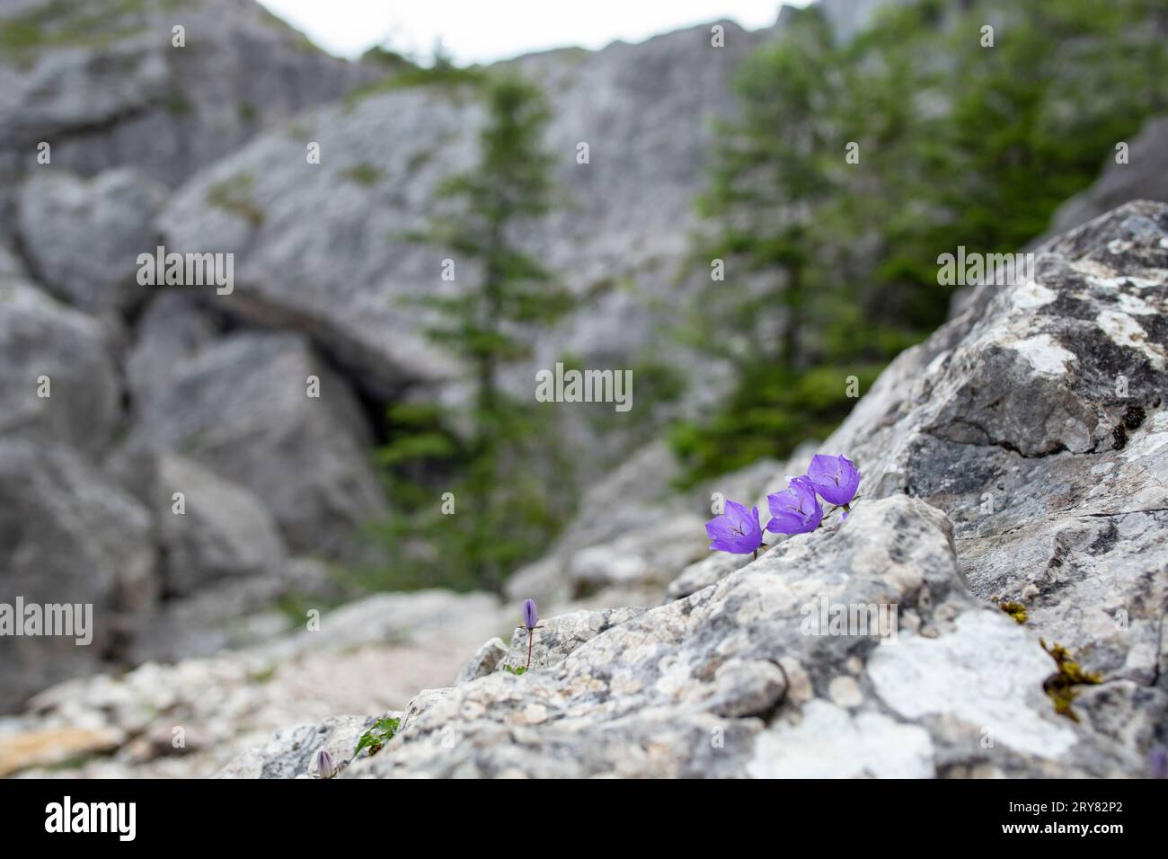 Fiori di Campanula rotundifolia noti come piccoli bluebell, che crescono su un masso roccioso nelle montagne di Rarau in Romania. primo piano della messa a fuoco morbida Foto Stock