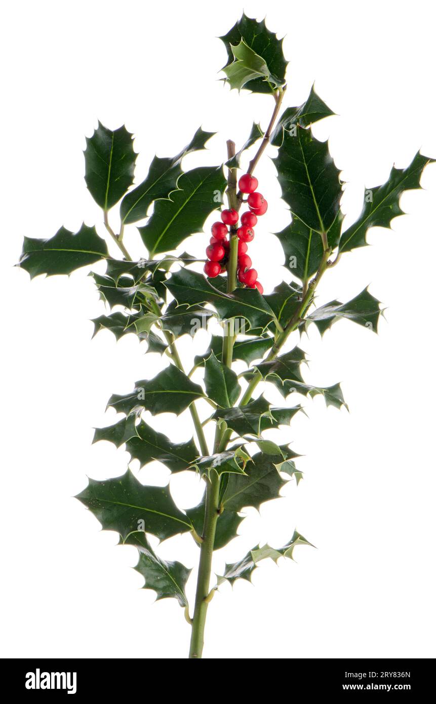 Filiale di Christmas holly Foto Stock