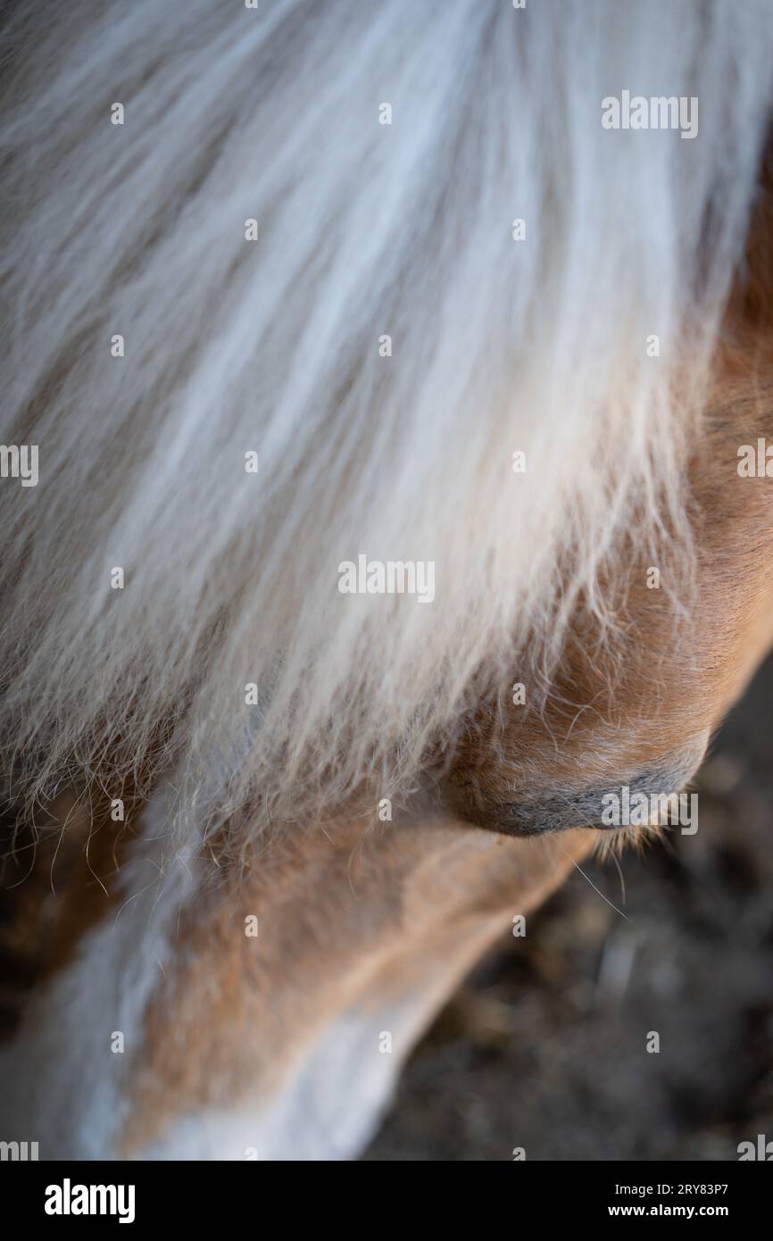 Vista ravvicinata dall'alto verso il basso della testa di un cavallo Haflinger. Foto Stock