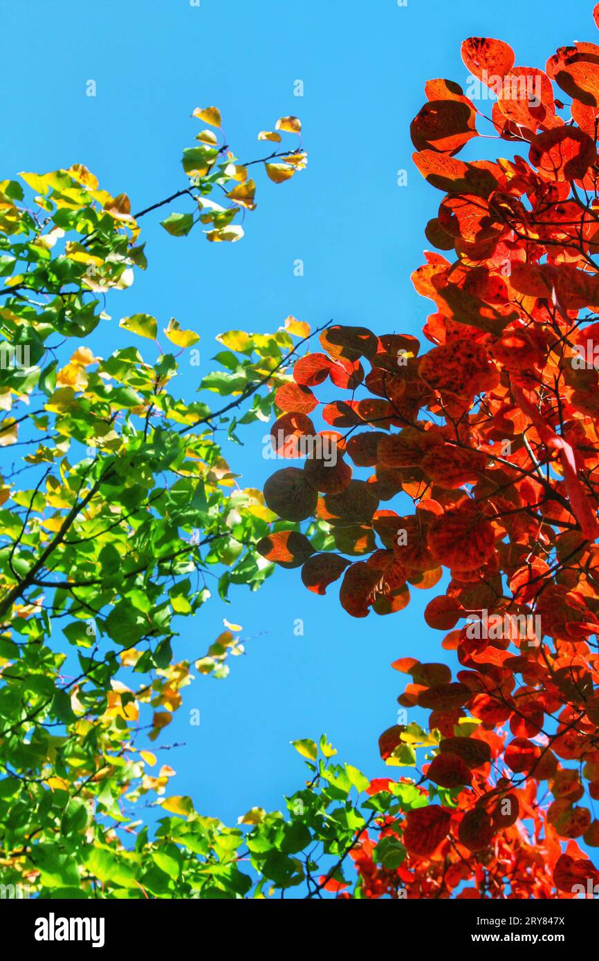 Abbracciate l'affascinante bellezza delle vivaci foglie rosse sugli alberi, inondate dal caldo bagliore di luce solare all'aperto nella panoramica Cina Foto Stock