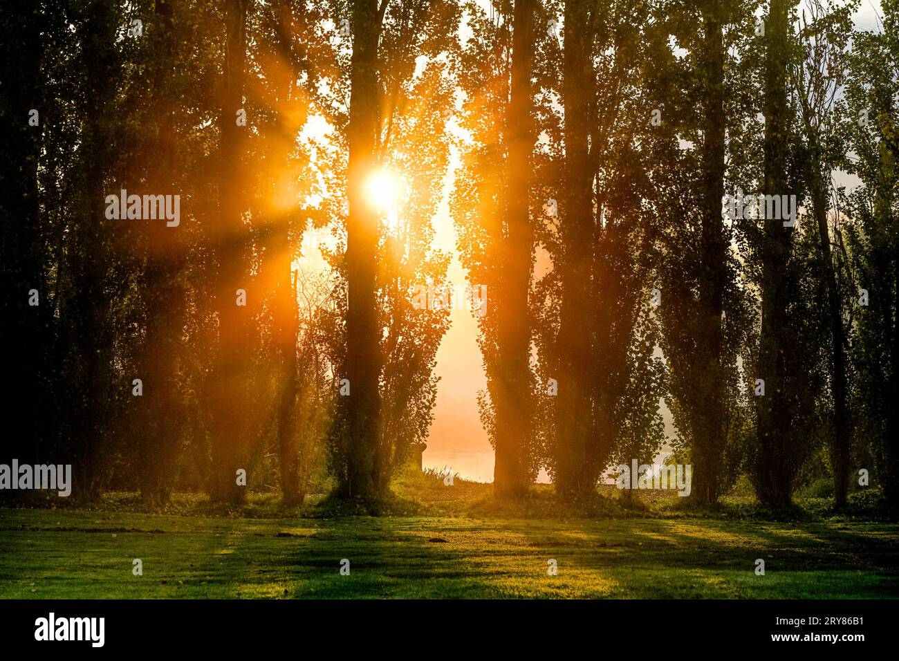Il sole si proietta attraverso gli alberi Foto Stock