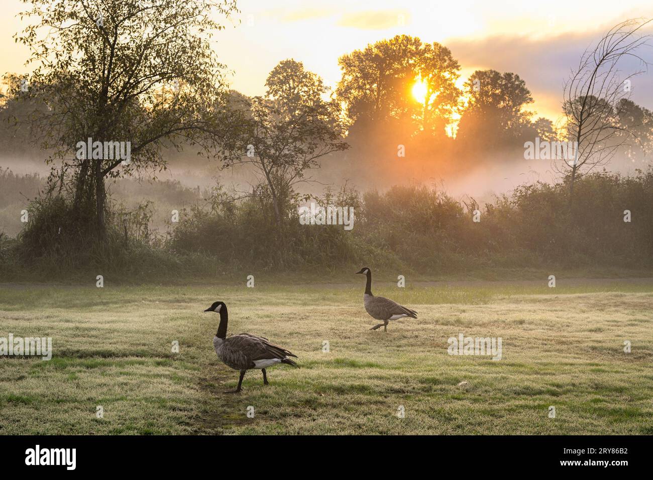 Oche del Canada che pascolano su prato falciato, , Burnaby Lake Regional Park, Burnaby, British Columbia, Canada Foto Stock