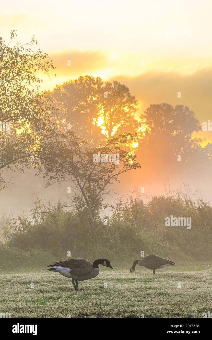 Oche all'alba Foto Stock