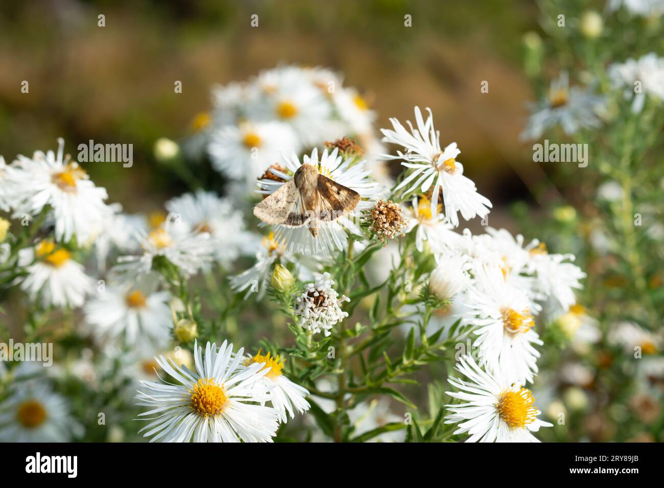 Brachodes appendiculata. La falena di Brachodidae raccoglie il nettare su fiori di astice bianco nel giardino. Foto Stock
