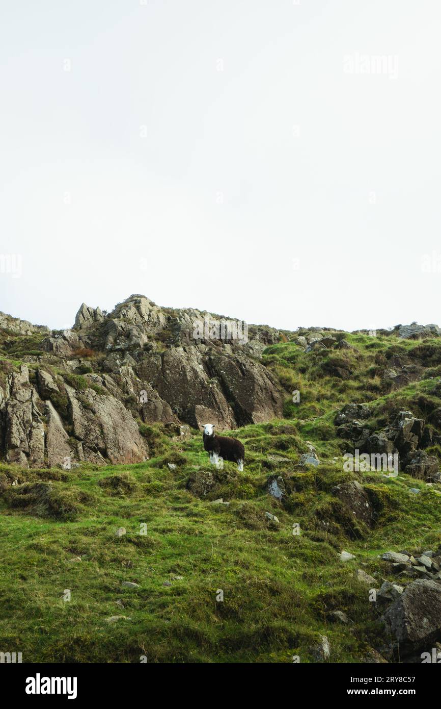 Vista delle pecore nella valle in autunno nel Lake District Foto Stock