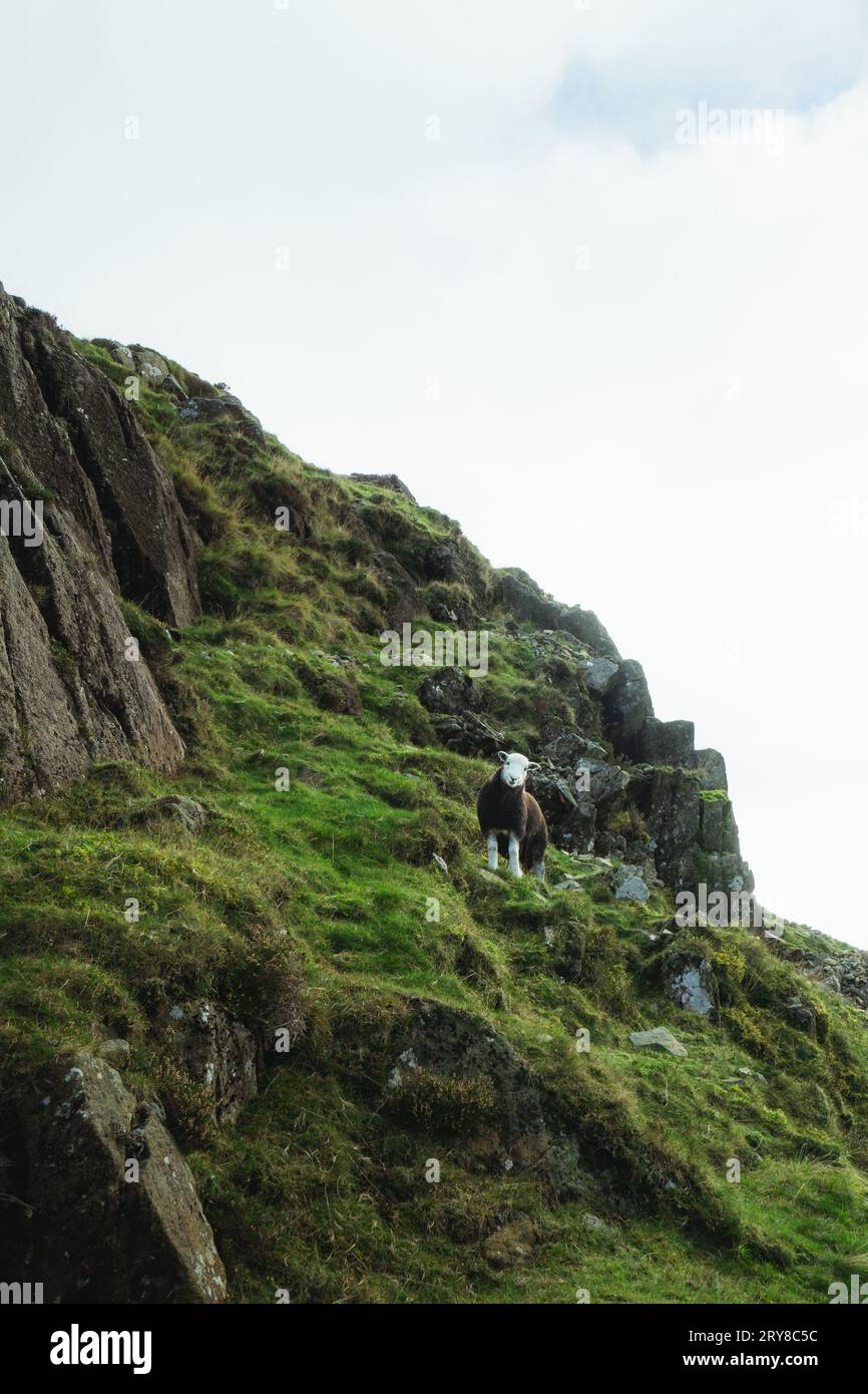 Vista delle pecore nella valle in autunno nel Lake District Foto Stock