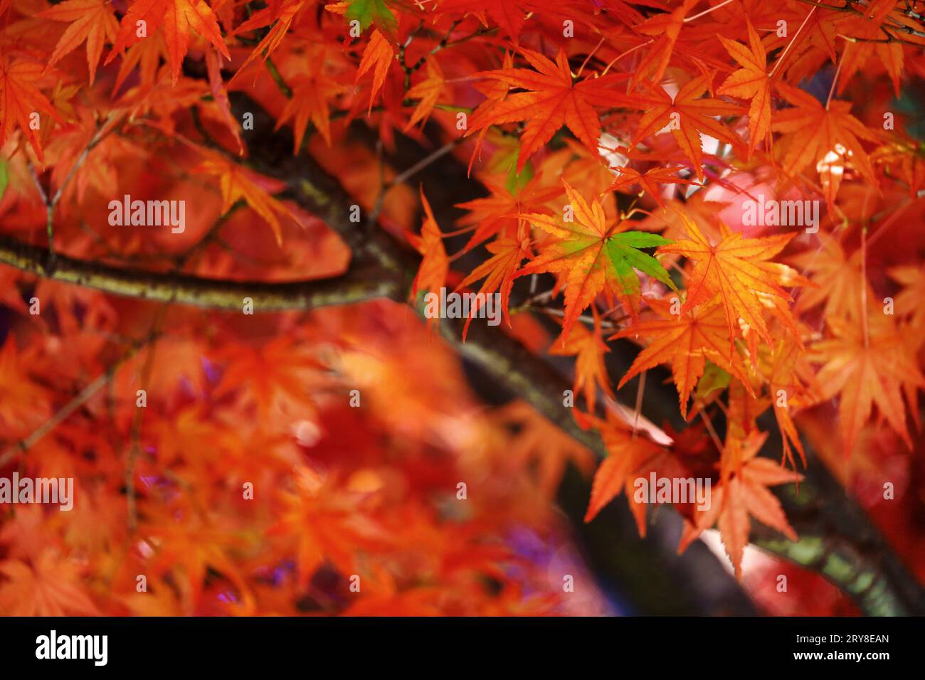 Foto di sfondo ravvicinato delle foglie autunnali di acero giapponese che diventano di colore rosso Foto Stock