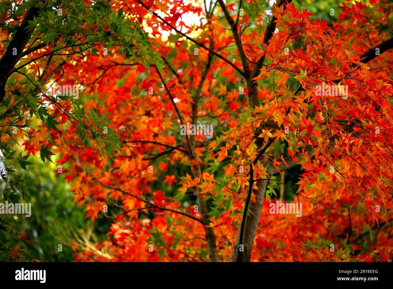 Foto di sfondo ravvicinato delle foglie autunnali di acero giapponese che diventano di colore rosso Foto Stock