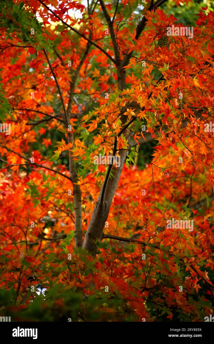 Foto di sfondo ravvicinato delle foglie autunnali di acero giapponese che diventano di colore rosso Foto Stock