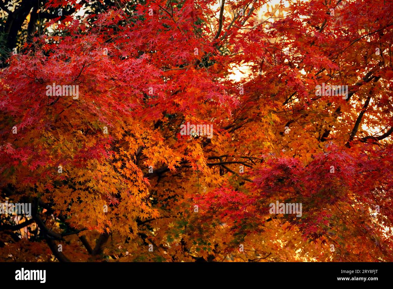 Foto di sfondo ravvicinato delle foglie autunnali di acero giapponese che diventano di colore rosso Foto Stock
