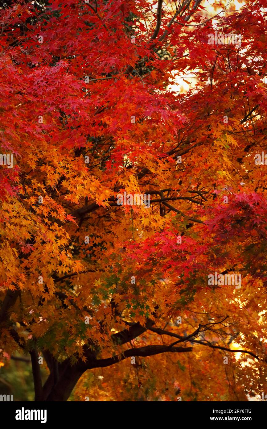Foto di sfondo ravvicinato delle foglie autunnali di acero giapponese che diventano di colore rosso Foto Stock
