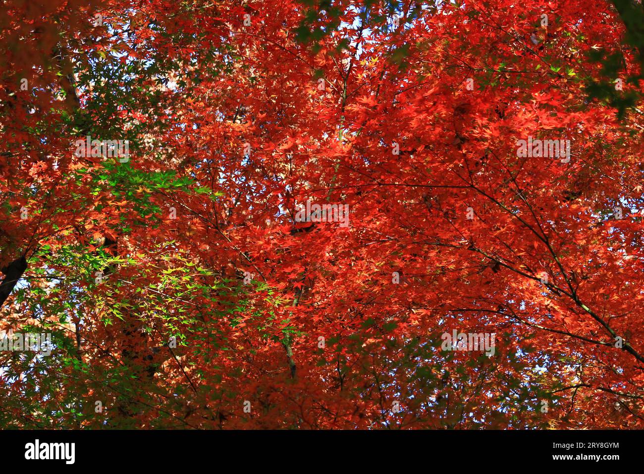Foto di sfondo ravvicinato delle foglie autunnali di acero giapponese che diventano di colore rosso Foto Stock