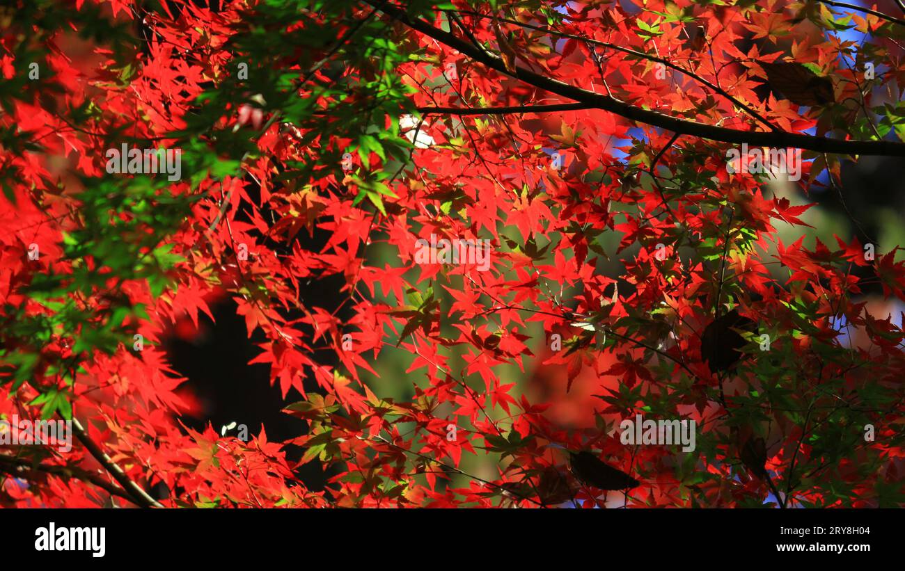 Foto di sfondo ravvicinato delle foglie autunnali di acero giapponese che diventano di colore rosso Foto Stock