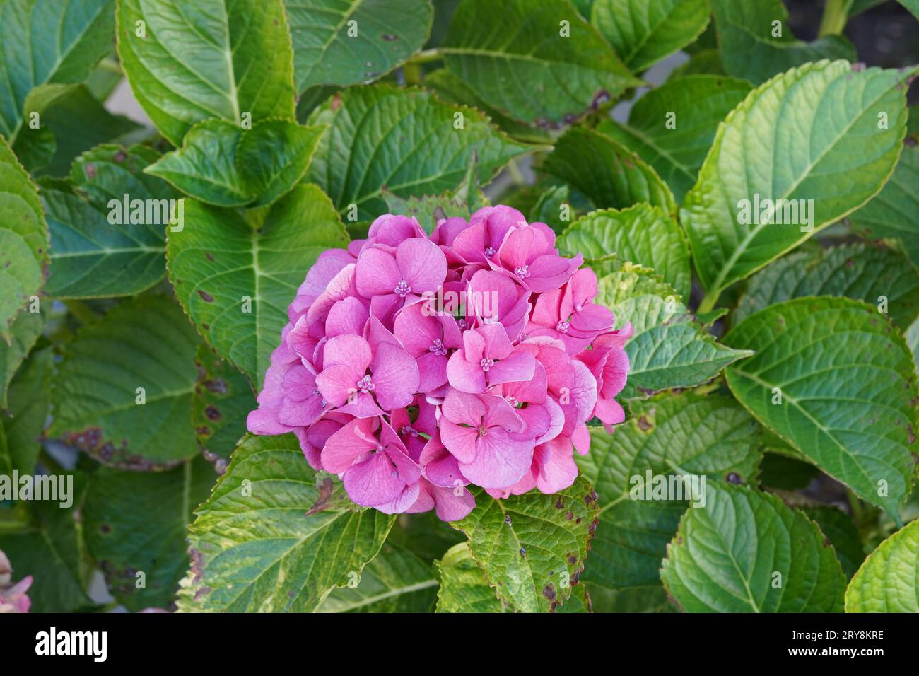 Hydrangea o comunemente chiamata Hortensia con fiori rosa scuro. Foto Stock