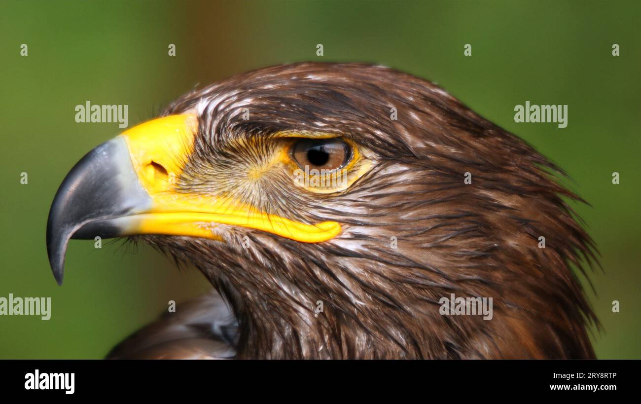 Potente becco agganciato della pozzarda di Harris con sfondo sfocato uccello predatore Foto Stock