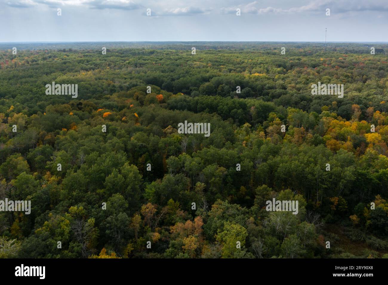 La Foresta Autunno svanisce in lontananza - aereo con droni Foto Stock