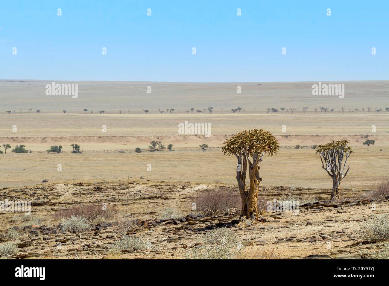 Paesaggio desertico con albero di falda (Aloe dichotoma), transizione Khomas Highlands al deserto costiero Kries se Rus, Khomas Regione, Namibia Foto Stock