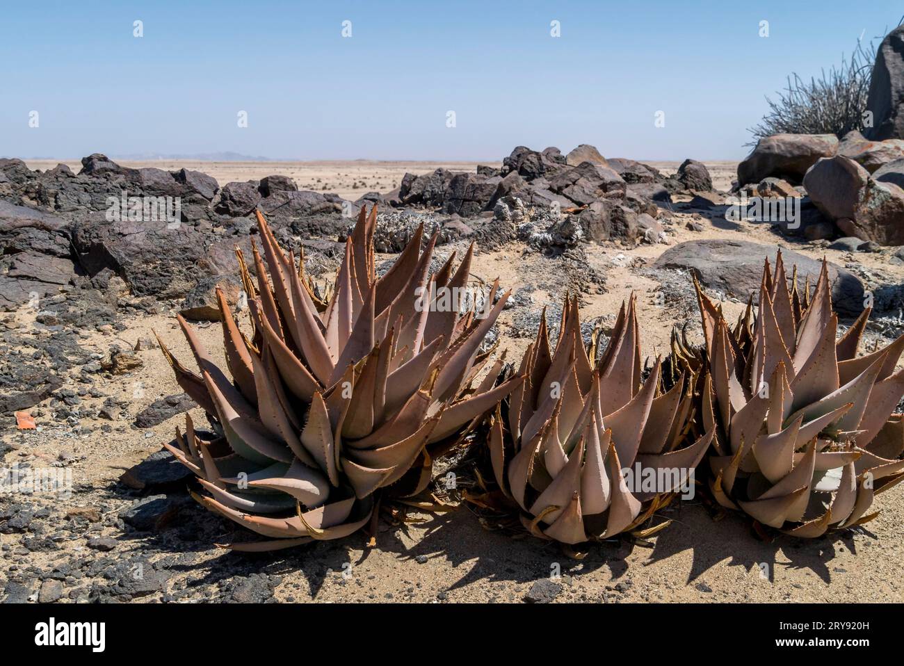 Aloe (Aloe hereroensis), Parco Nazionale Namib Naukluft, Namibia Foto Stock