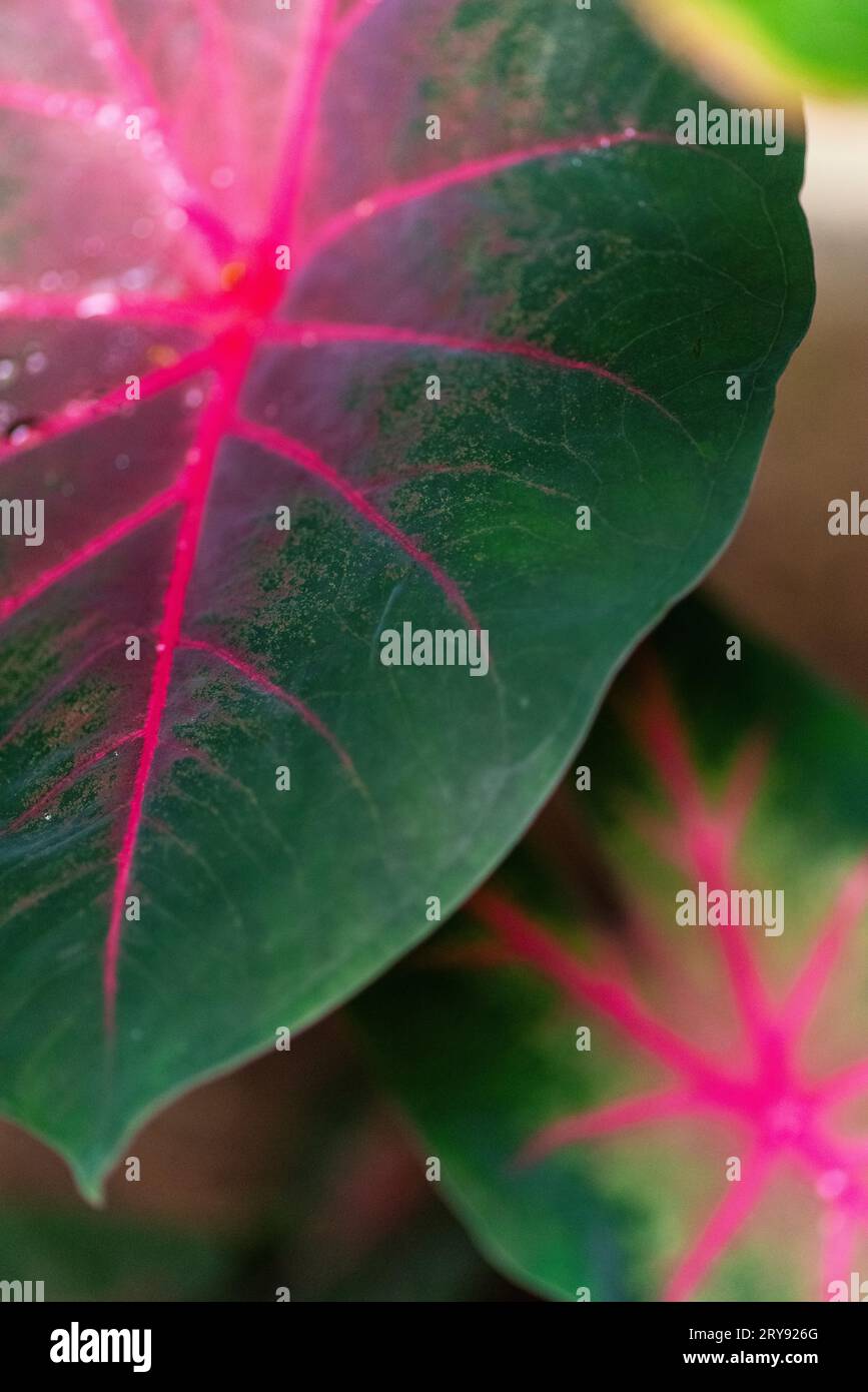 Bicolore di caladio nella foresta pluviale amazzonica, Perú. Foto Stock