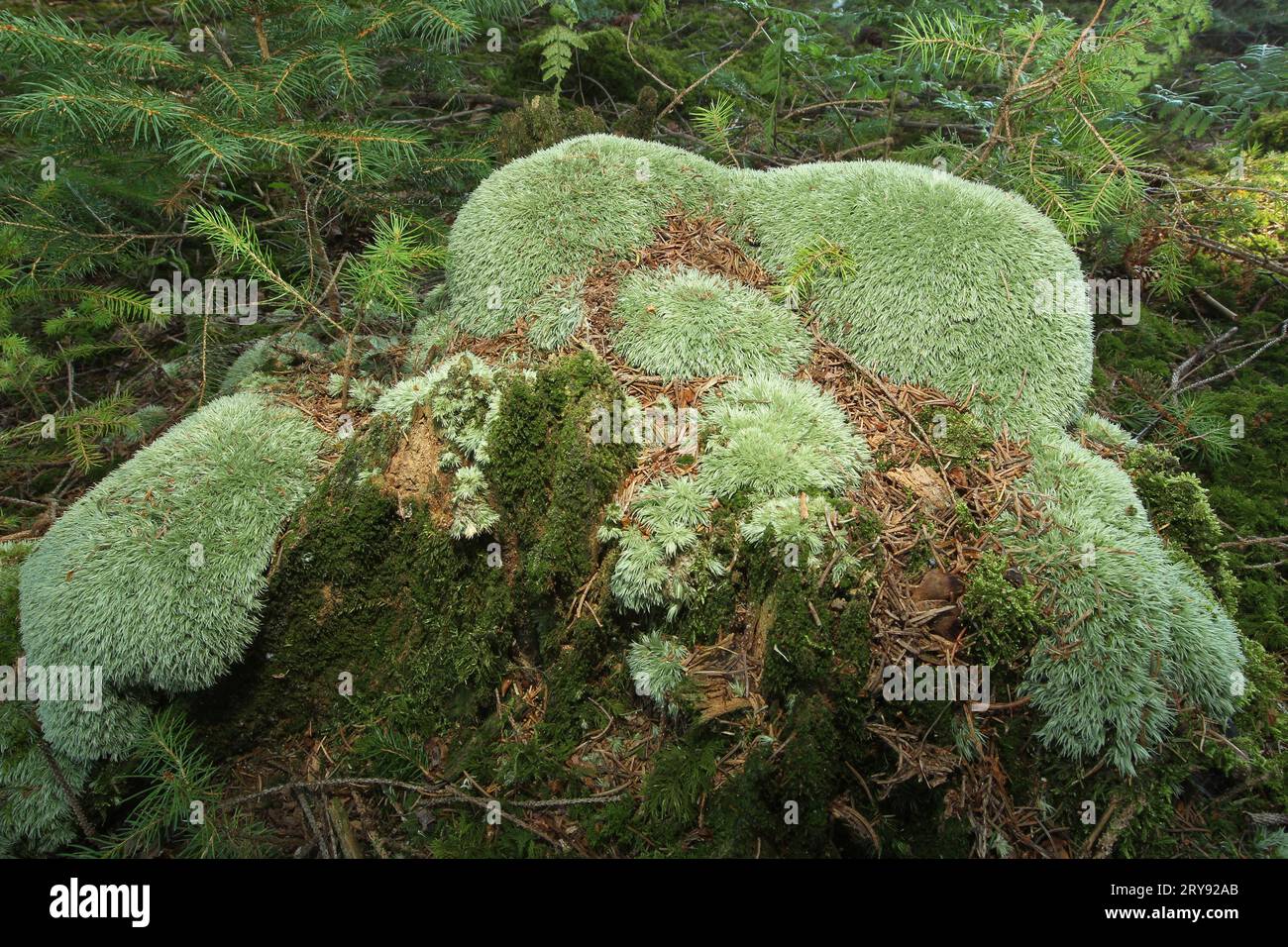 Muschio di Leucobryum (Leucobryum glaucum) che cresce su vecchi ceppi di alberi nella foresta di abeti rossi, Allgaeu, Baviera, Germania Foto Stock