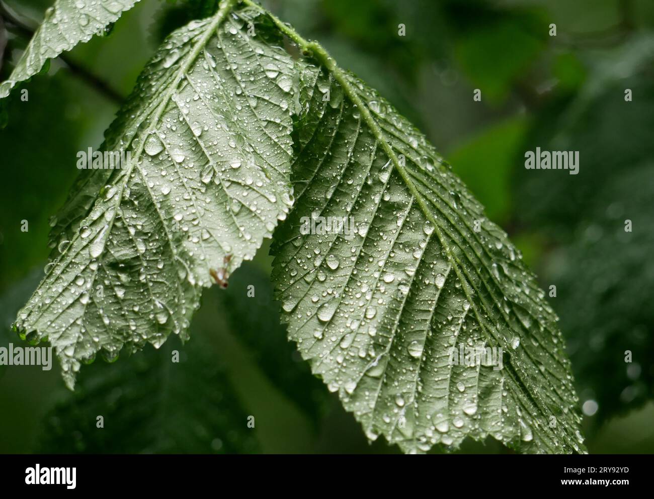 Foglie di nocciole (Corylus avellana) con gocce di pioggia Foto Stock