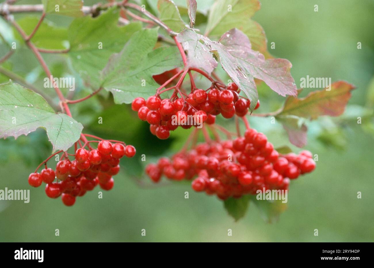 Bacche di rosa gialla, rosa di anziano (Viburnum opulus), Germania Foto Stock