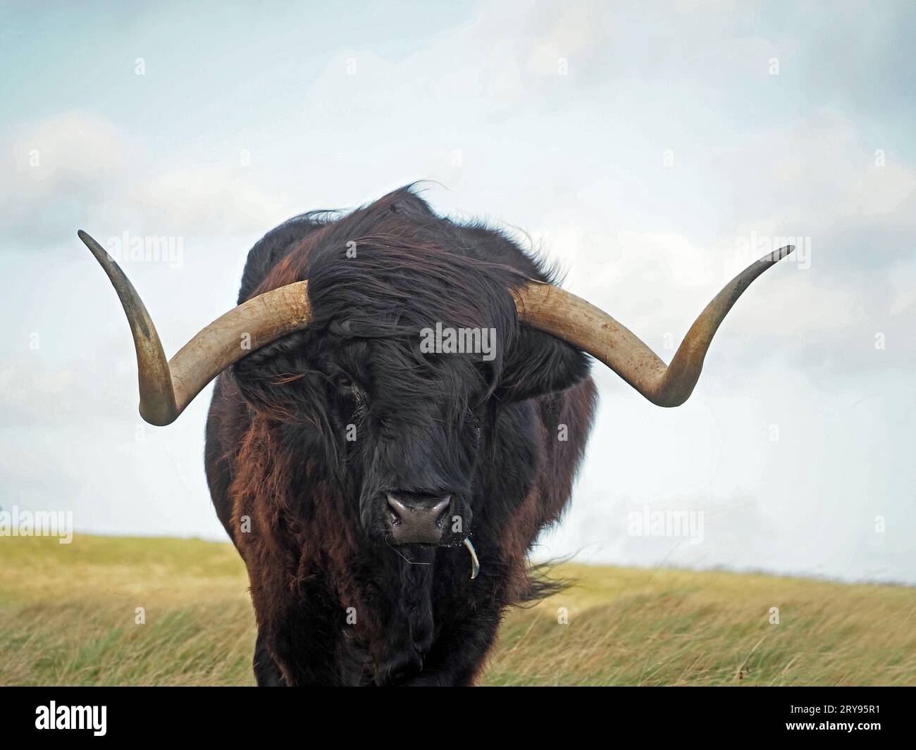 Toro dai capelli neri delle Highland con naso bagnato con frange e larghe corna taglienti sulla brughiera in Cumbria, Inghilterra, Regno Unito Foto Stock
