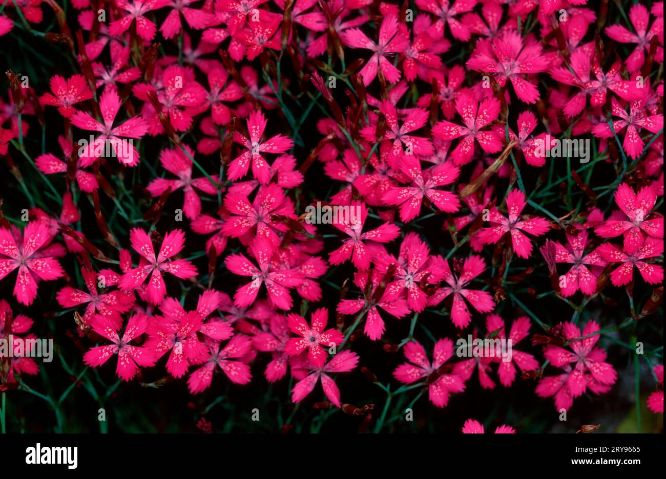 Maiden rosa (Dianthus deltoides) Foto Stock