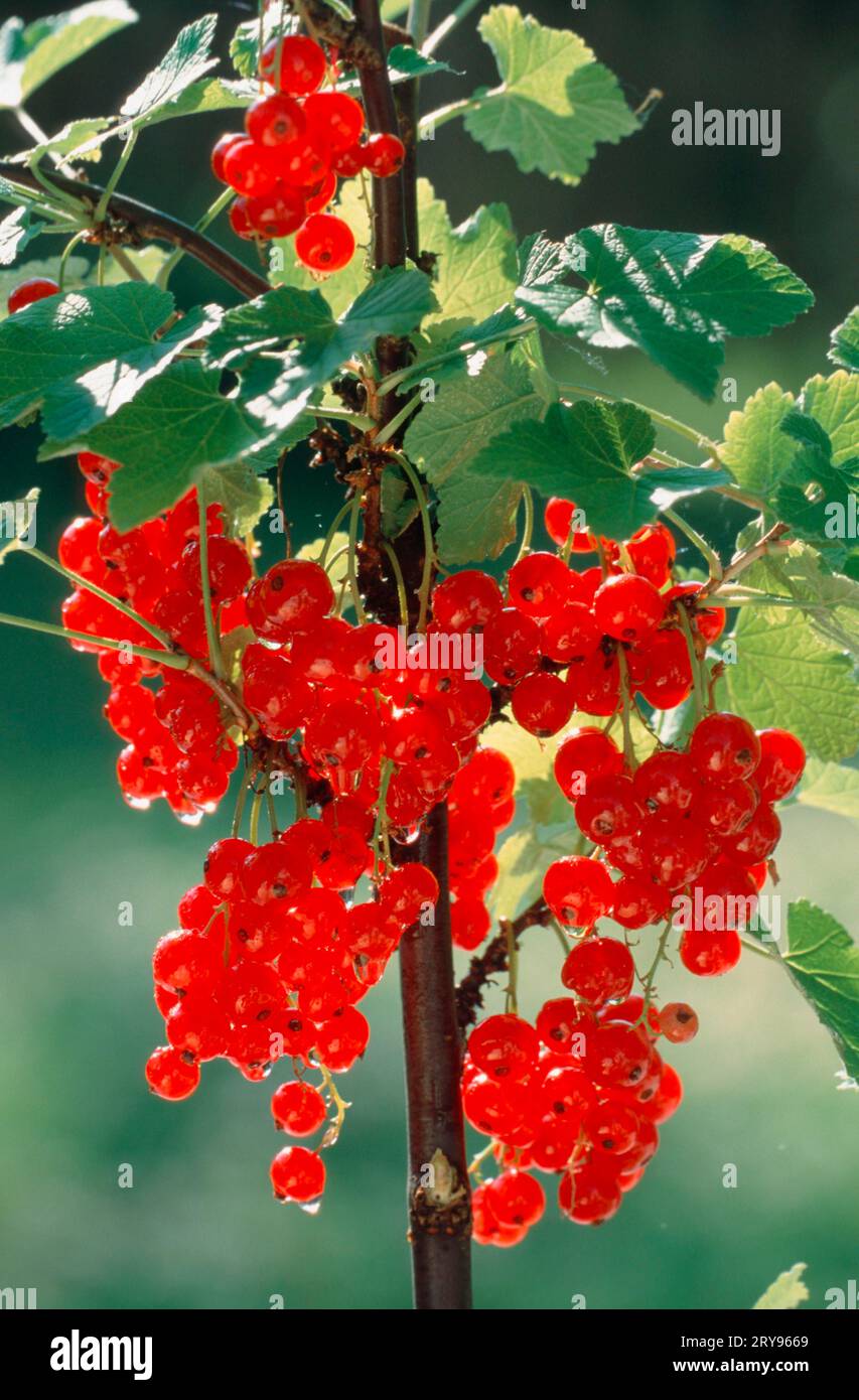 Ribes rosso (ribes rubrum) Foto Stock