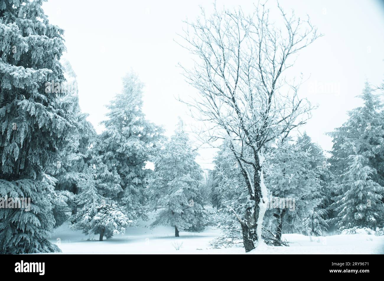 La neve e il gelo coperte di pini nel freddo inverno tempo. Foto Stock