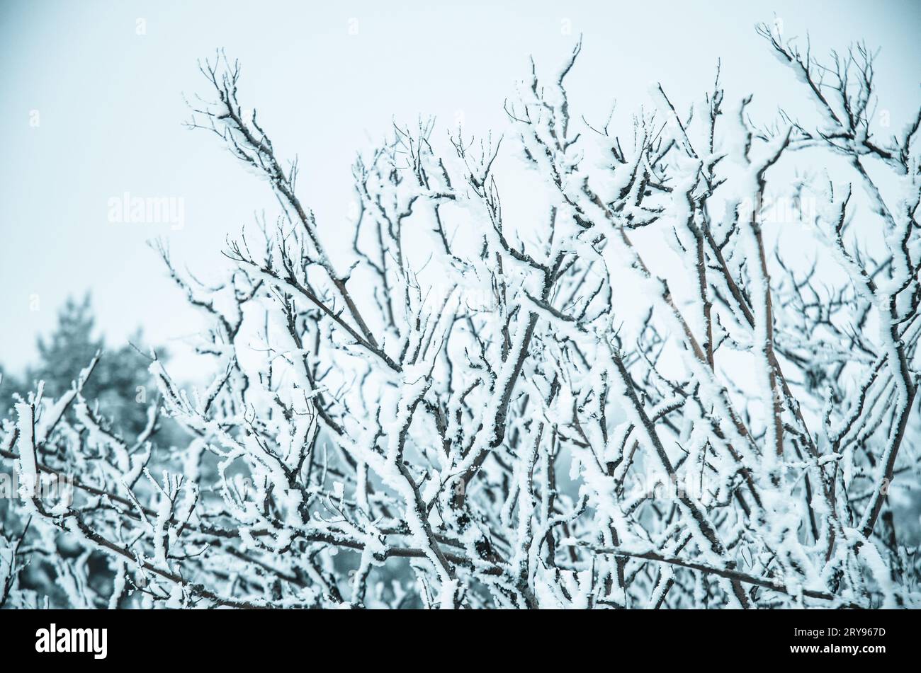 Pini ricoperti di neve e gelo Foto Stock