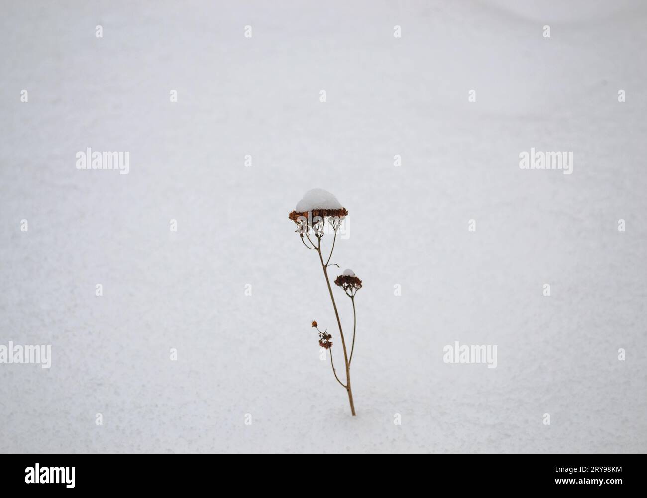 Un fiore con una calotta da neve si erge da solo nel mezzo di una nevicata Foto Stock