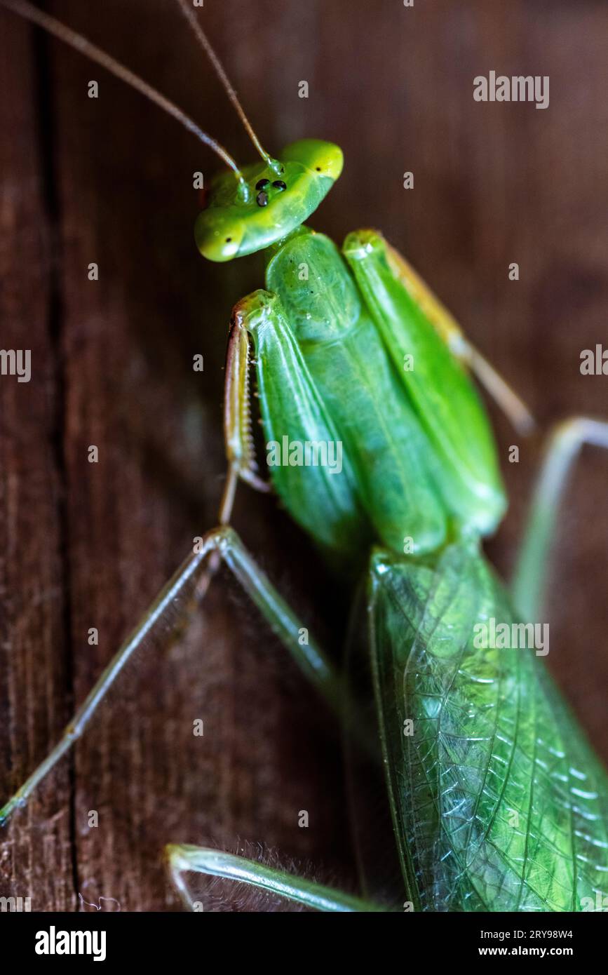 Hierodula (mantide preghiere) Foto Stock