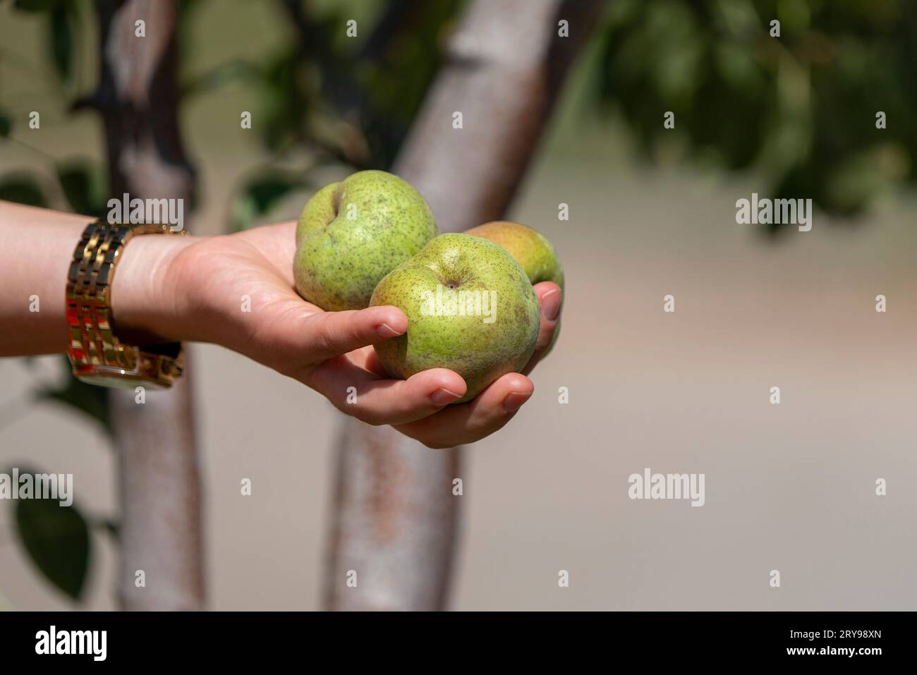 La mano di una donna raggiunge i frutti che ha raccolto. Foto Stock