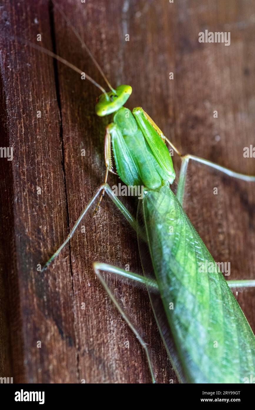 Hierodula (mantide preghiere) Foto Stock