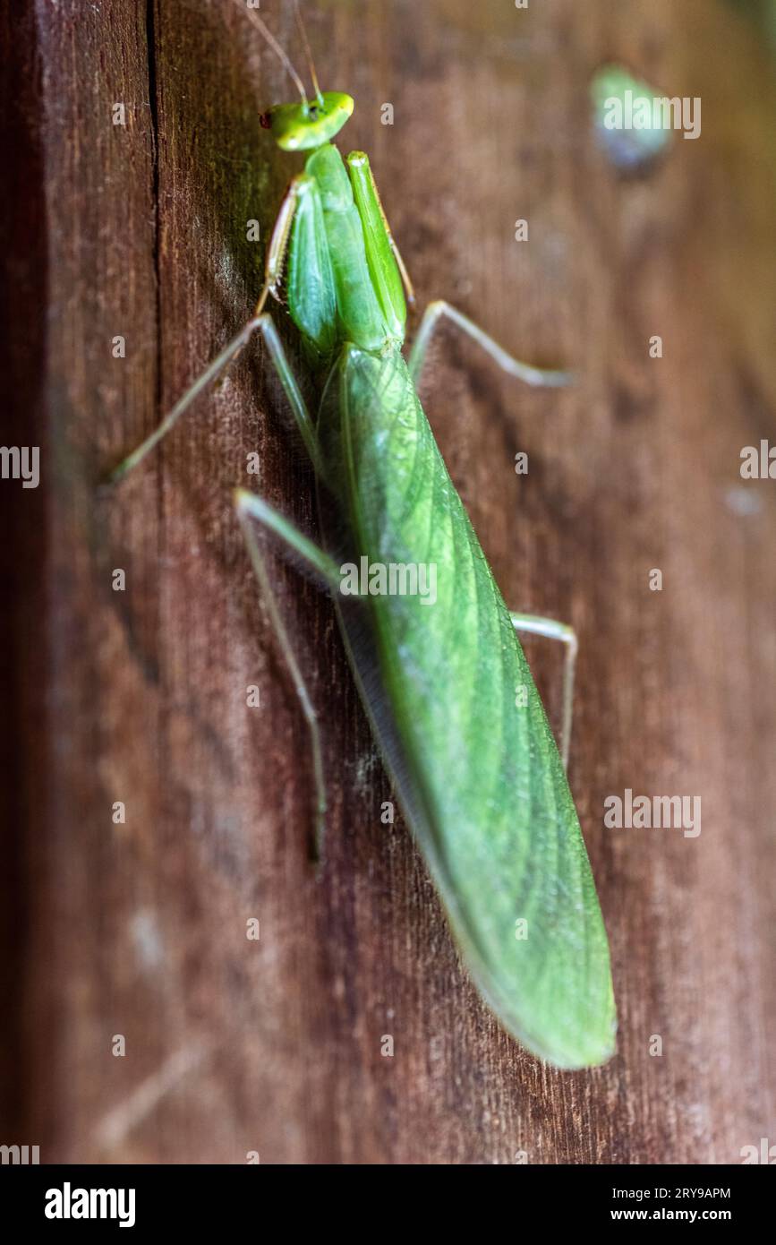 Hierodula (mantide preghiere) Foto Stock